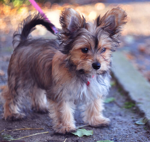 Black and tan sales chorkie